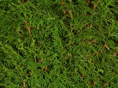 Grünabfuhr Auffahrt