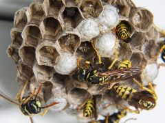 Information Wespenbekämpfung